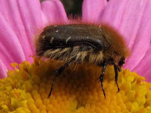 Réf. 269 834 : Tropinota sp.